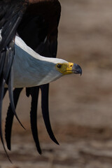 Fish Eagle in flight