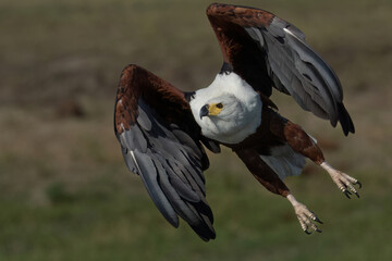 African Eagle in Flight