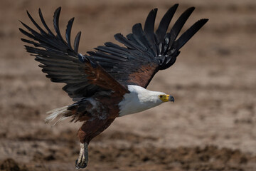 Eagle in flight