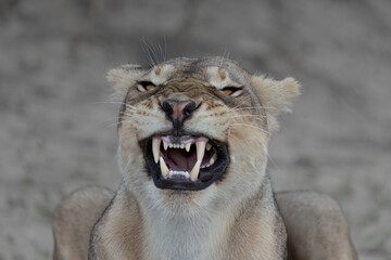 Lion showing teeth