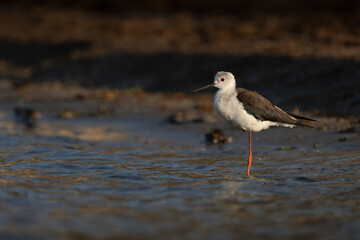 Black-Winged Stilt
