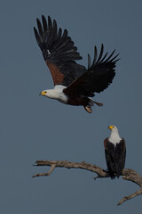 African Fish Eagle in flight