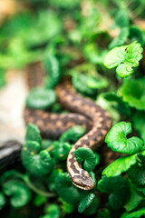snake viper on grass