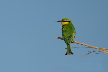 Little Bee-Eater on branch
