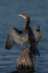 Reed Cormorant drying wings 