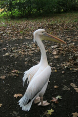 A view of a Pelican in London