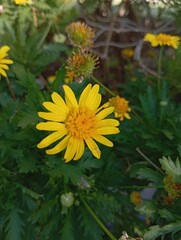yellow flower in the garden