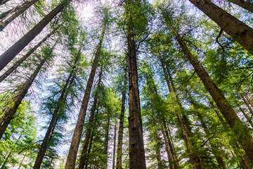 Fototapeta premium View up to the treetops in a forest near manali nature park in himachal pradesh, India.