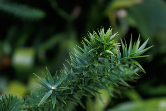 Bright branch of evergreen coniferous tree Araucaria bidwillii in family Araucariaceae. Foliage of bunya pine, banya or bunya-bunya. Nature concept. Botanical garden Puerto de la Cruz, Tenerife
