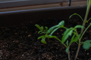 Brotes de tomate de hojas verdes en un huerto urbano con masetas en casa de barrio