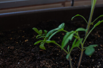 Brotes de tomate de hojas verdes en un huerto urbano con masetas en casa de barrio