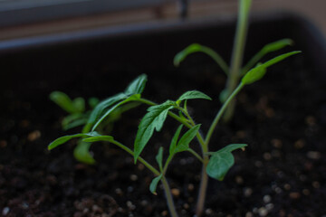 Brotes de tomate de hojas verdes en un huerto urbano con masetas en casa de barrio