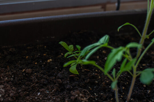Brotes de tomate de hojas verdes en un huerto urbano con masetas en casa de barrio