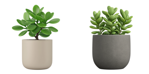 Simple elegance of jade plants in modern pots, collection of decorations plant, clipart, isolated on transparent background.