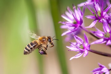 A bee flying towards a flower.