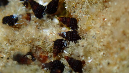 Very small sea snail Cerithiopsis cf. extreme close-up undersea, Aegean Sea, Greece, Halkidiki, Pirgos beach