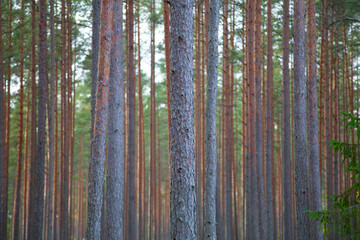 Tall Pine Trees in a Serene Forest Landscape