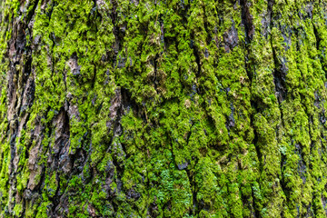 Large tree trunk texture and moss, natural bark background. Texture of tree bark.