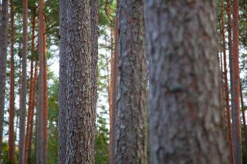 Obraz premium Tall Pine Trees in a Serene Forest Landscape