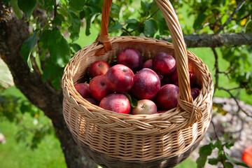 Basket of Fresh Red Apples Hanging from Tree Branch