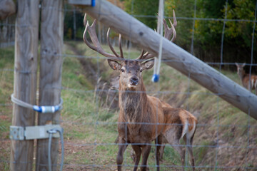 Majestic Deer Behind Fence in Autumn Forest Setting