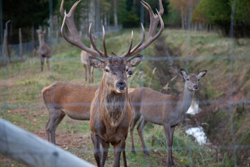 Majestic Deer Behind Fence in Autumn Forest Setting