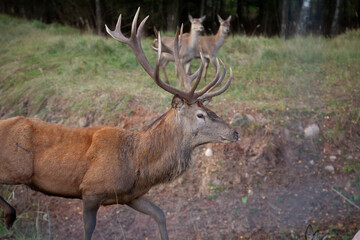 Majestic Deer Behind Fence in Autumn Forest Setting
