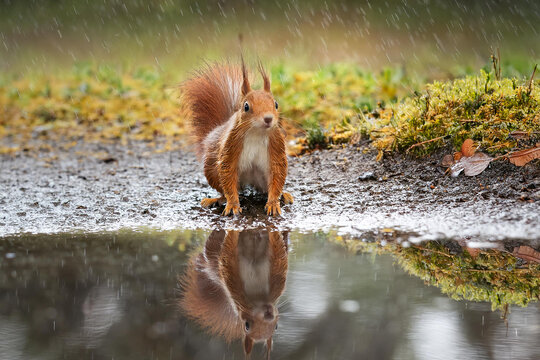 scoiattolo si specchia dentro una pozzanghera