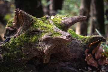 Obraz premium colorful autumn green orange yellow wood forest