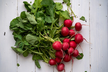 fresh organic cherry radish