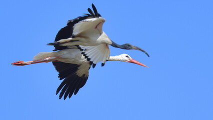 Fototapeta premium bellezza in volo