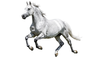 Energetic grey horse trotting with a lively spirit captured in motion isolated on transparent background