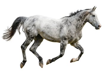 Graceful grey horse trotting across an open field isolated on transparent background