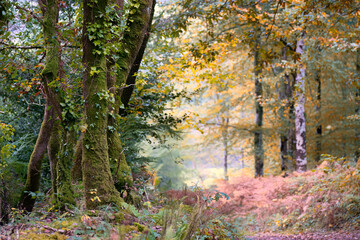 autumn woodland at ladock cornwall uk 