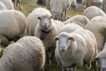 Fototapeta premium Sheep.