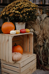 Autumn vibes with pumpkins outdoors