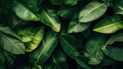 Lush Green Tropical Leaves with Detailed Veining