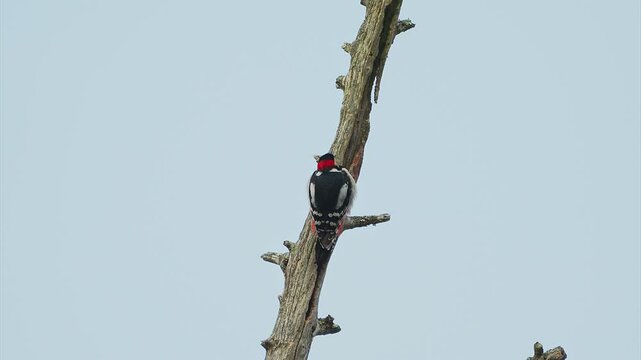 ドラミングして飛び去るアカゲラ (鳴き声あり)