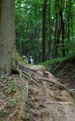 Stairs are cut into the ground near to huge roots of a tree in a green forest.