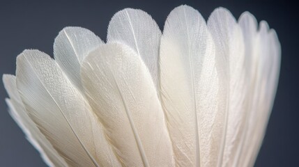 A close-up view of a shuttlecock's feathers, isolated on a dark grey background, showing the detail and craftsmanship of sports equipment.