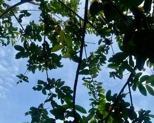 Fototapeta premium The Luxurious Beauty of Green Leaves Against a Calm Blue Sky, Offering Visual Serenity