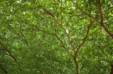 Green leaves of a tree