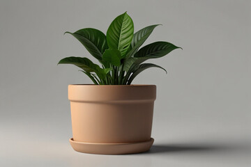 Fototapeta premium Houseplant pot on background