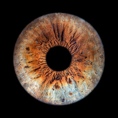 Iris Photography - Unique Singularity_35