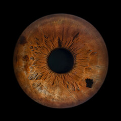 Iris Photography - Unique Singularity_25