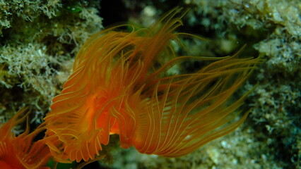 Polychaeta Smooth tubeworm or red-spotted horseshoe (Protula tubularia) undersea, Aegean Sea, Greece, Halkidiki, Pirgos beach