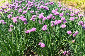 Fototapeta premium pink flowers in the grass