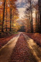 Obraz premium Camino en un bosque otoñal con hojas en el camino