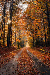 Obraz premium Camino en un bosque otoñal con hojas en el camino