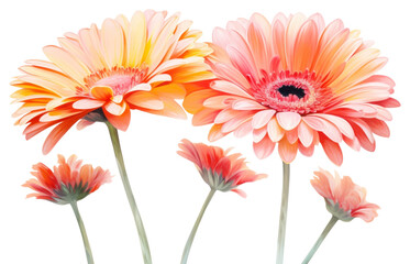 PNG Flower petal plant daisy.